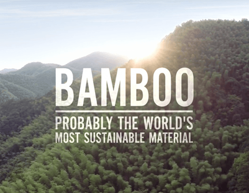 A Small Tribute to Bamboo - The Humble Co.