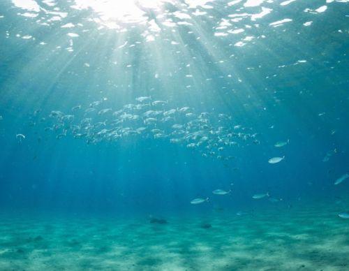 World Oceans Day - The Humble Co.