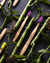 Humble Brush Adult - purple, medium bristles - The Humble Co.
