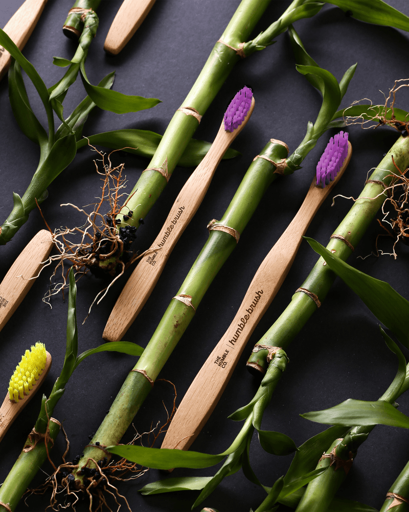 Humble Brush Adult - purple, medium bristles - The Humble Co.