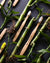 Humble Brush Adult - white, soft bristles - The Humble Co.